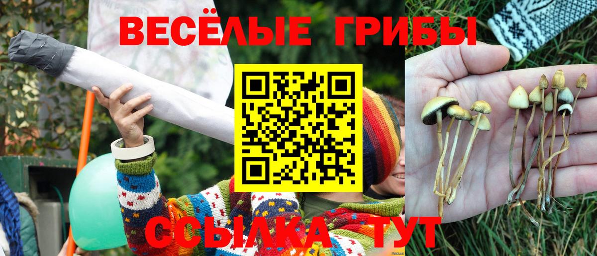 Псилоцибиновые грибы Psilocybine cubensis Краснокаменск